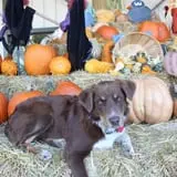 Gallrein Farms photo