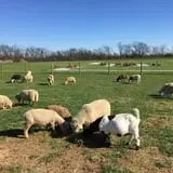 Gallrein Farms photo