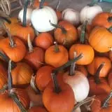 Gallrein Farms photo