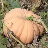 Gallrein Farms photo