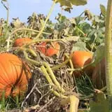Gallrein Farms photo