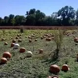 Gallrein Farms photo