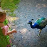 Fort Rickey Children's Discovery Zoo photo