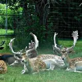 Fort Rickey Children's Discovery Zoo photo