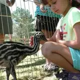 Fort Rickey Children's Discovery Zoo photo