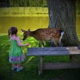 Fort Rickey Children's Discovery Zoo photo