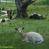 Fort Rickey Children's Discovery Zoo photo