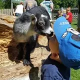 Fort Rickey Children's Discovery Zoo photo