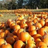 The Hunter Farm photo