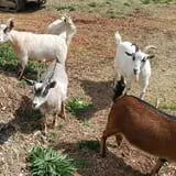 The Hunter Farm photo