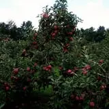 Holmberg Orchards & Winery photo
