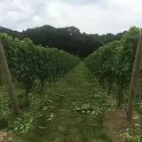 Holmberg Orchards & Winery photo