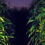 Thompson Farm & Nursery photo