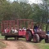 Foster Family Farm Corn Maze photo