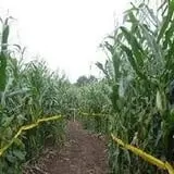 Foster Family Farm Corn Maze photo