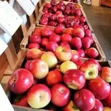 Lakeside Orchards photo