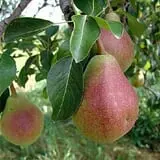 Lakeside Orchards photo