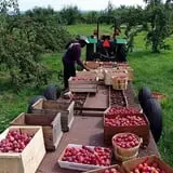 Lakeside Orchards photo