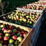 Lakeside Orchards photo