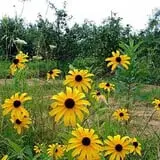 Lakeside Orchards photo
