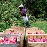 Lakeside Orchards photo