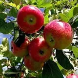 Lakeside Orchards photo