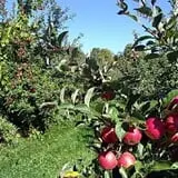 Lakeside Orchards photo