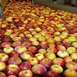 Lakeside Orchards photo