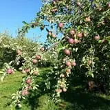 Lakeside Orchards photo
