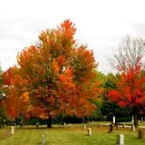 Forest Home Cemetery photo