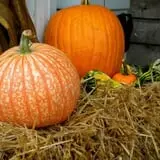 Samascott Orchards photo