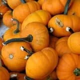 Samascott Orchards photo