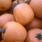 Samascott Orchards photo