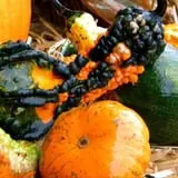 Samascott Orchards photo
