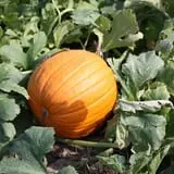 Samascott Orchards photo