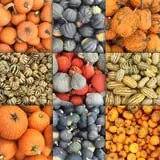 Samascott Orchards photo