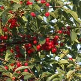 Samascott Orchards photo
