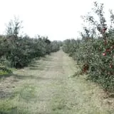 Samascott Orchards photo