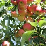 Samascott Orchards photo