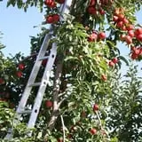 Samascott Orchards photo