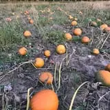 Knaebe's Mmmunchy Krunchy Apple Farm photo
