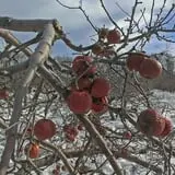Knaebe's Mmmunchy Krunchy Apple Farm photo