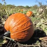 Knaebe's Mmmunchy Krunchy Apple Farm photo