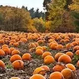 Knaebe's Mmmunchy Krunchy Apple Farm photo