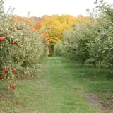 Knaebe's Mmmunchy Krunchy Apple Farm photo
