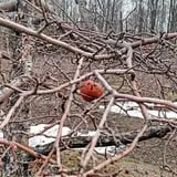 Knaebe's Mmmunchy Krunchy Apple Farm photo