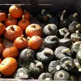 Knaebe's Mmmunchy Krunchy Apple Farm photo