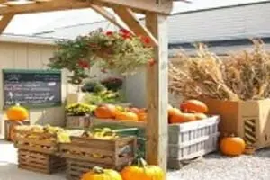 Apple Hill Orchards U-Pick Pumpkins