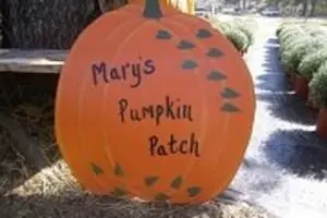 Mary's Pumpkin Patch