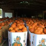 Ashley Farms photo